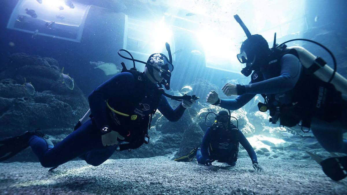 Divers participating in the PADI Open Water Diver Course offered at Singapore Oceanarium.