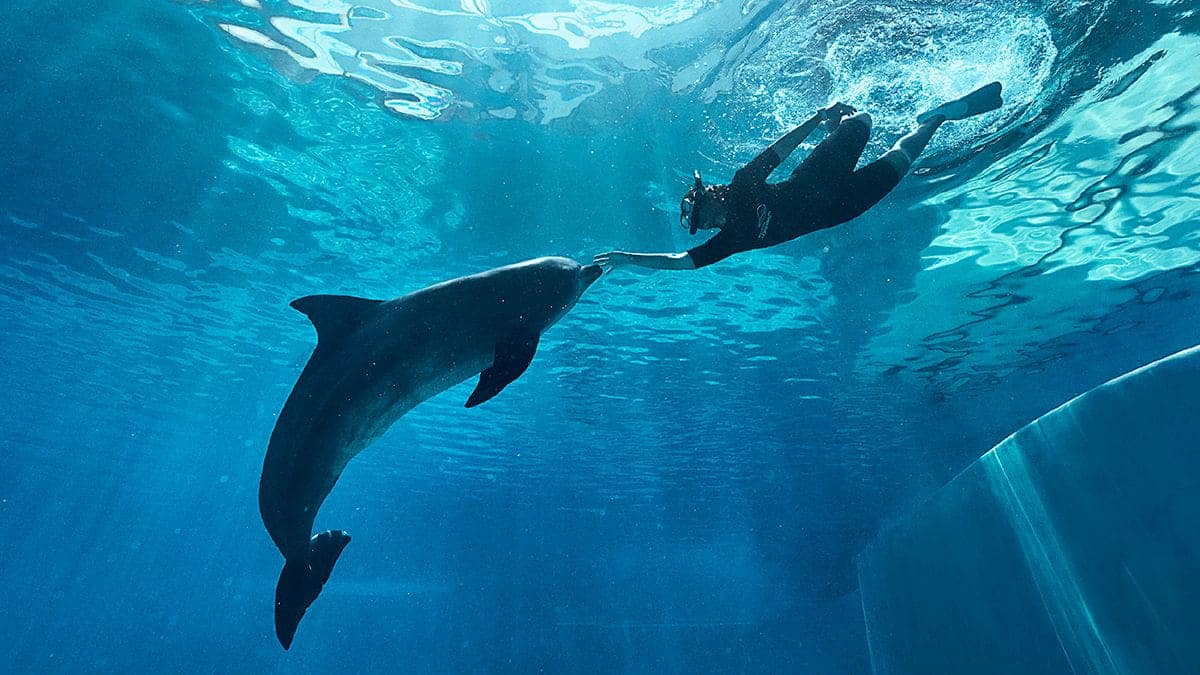 A woman snorkeling alongside a dolphin in the Dolphin Connection programme at Singapore Oceanarium.