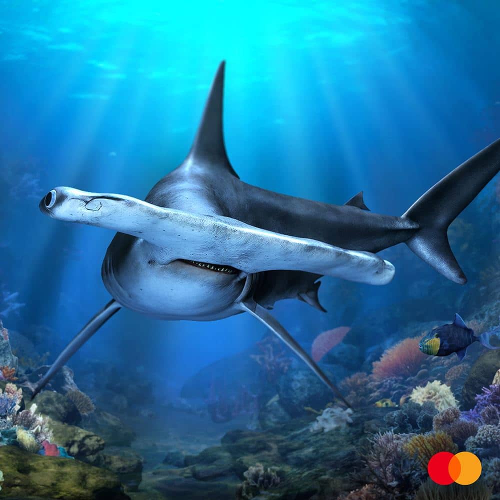 SGO-Mastercard-Opening_Special