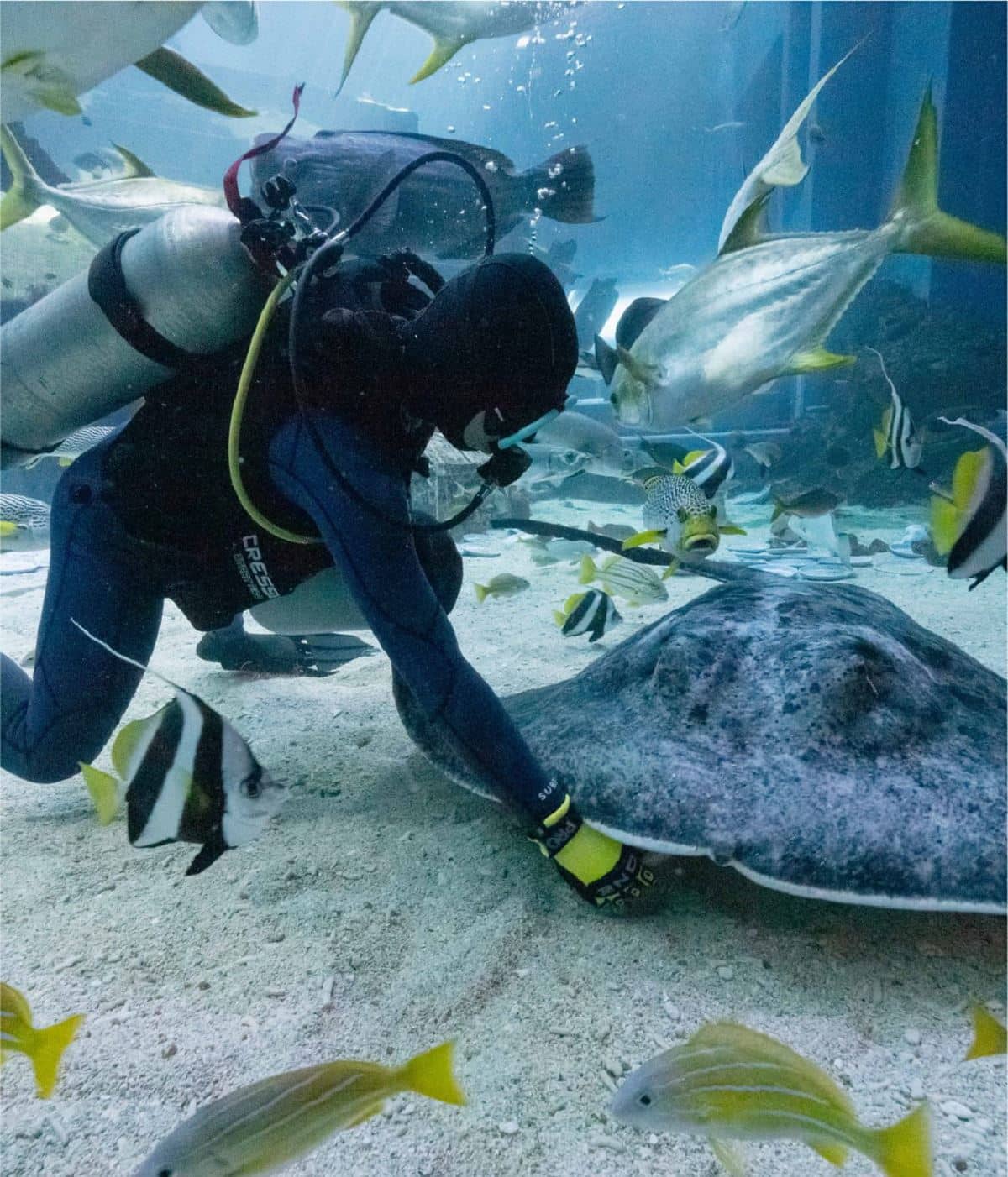 AN animal care specialist feeding a sting ray in the Open Ocean habitat.