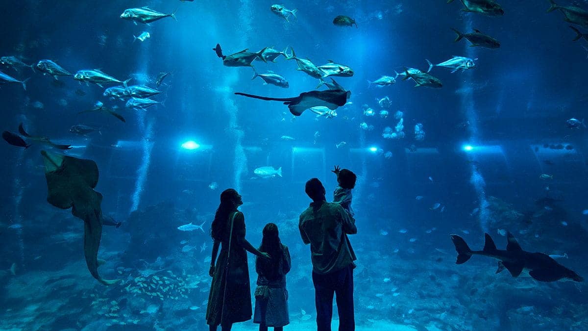 A family gazing at Manta Rays, Spotted Eagle Rays, Zebra Sharks, and more - at the Open Ocean habitat at Singapore Oceanarium.